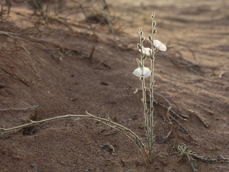 fragile flower in the Abu Dhabi sand desert United Arab Emirates