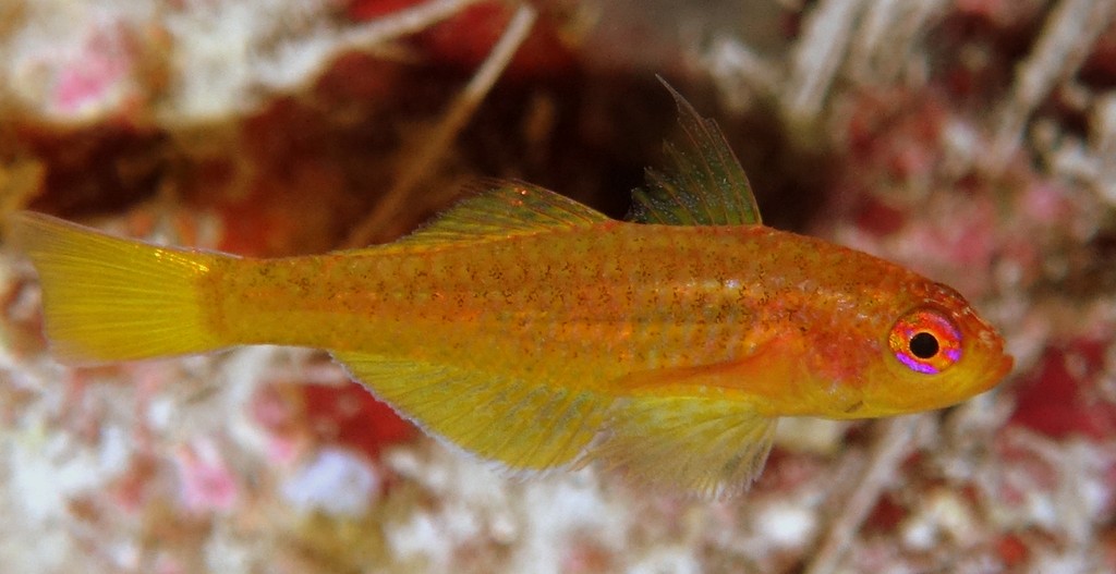 Trimma taylori Oyogi beni goze オヨギベニハゼ ニューカレドニア