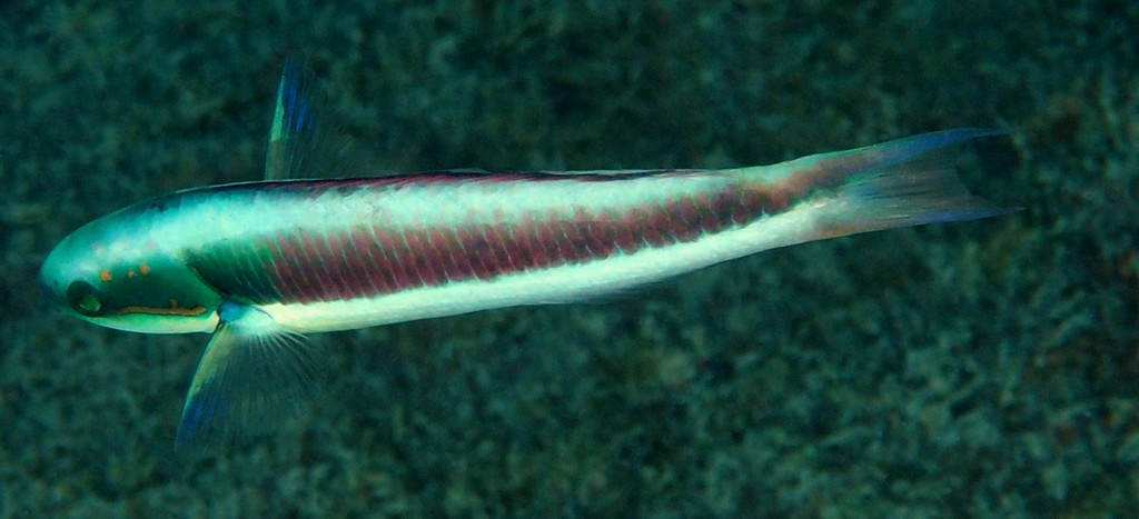 Thalassoma amblycephalum Bluntheaded wrasse New Caledonia juvenile color pattern and rounded snout