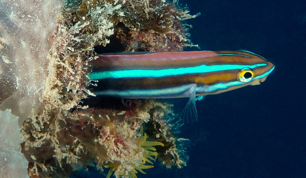 Plagiotremus rhinorhynchos Blennie à bandes bleues Nouvelle-Calédonie photographie sous-marine