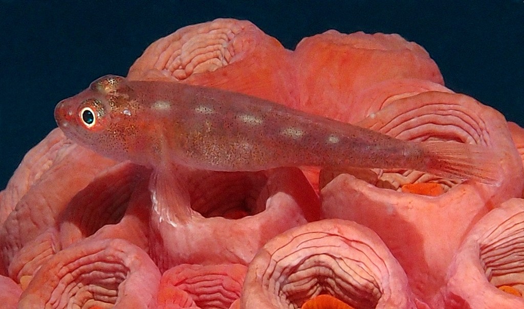 Pleurosicya mossambica Common ghost goby New Caledonia underwater photography fish lagoon