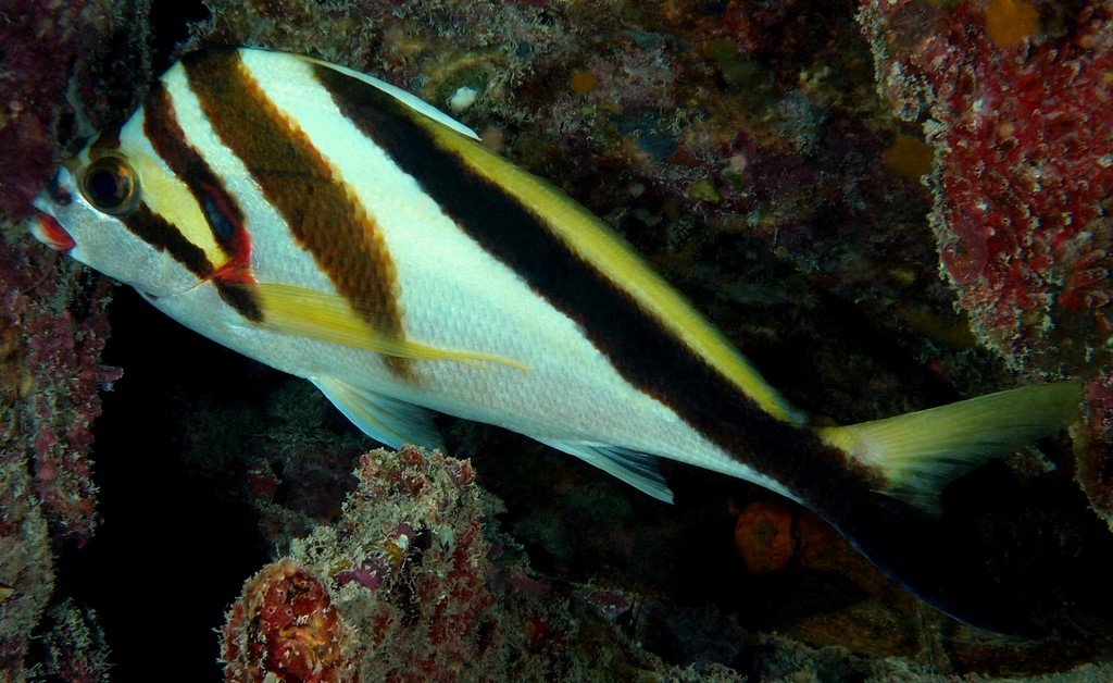 Goniistius vestitus Eastern magpie morwong New Caledonia broad dark stripe