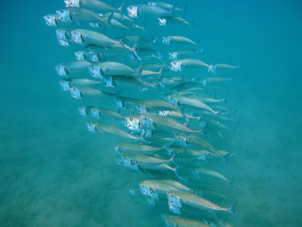Rastrelliger kanagurta Maquereau des Indes Poissons de Nouvelle-Calédonie