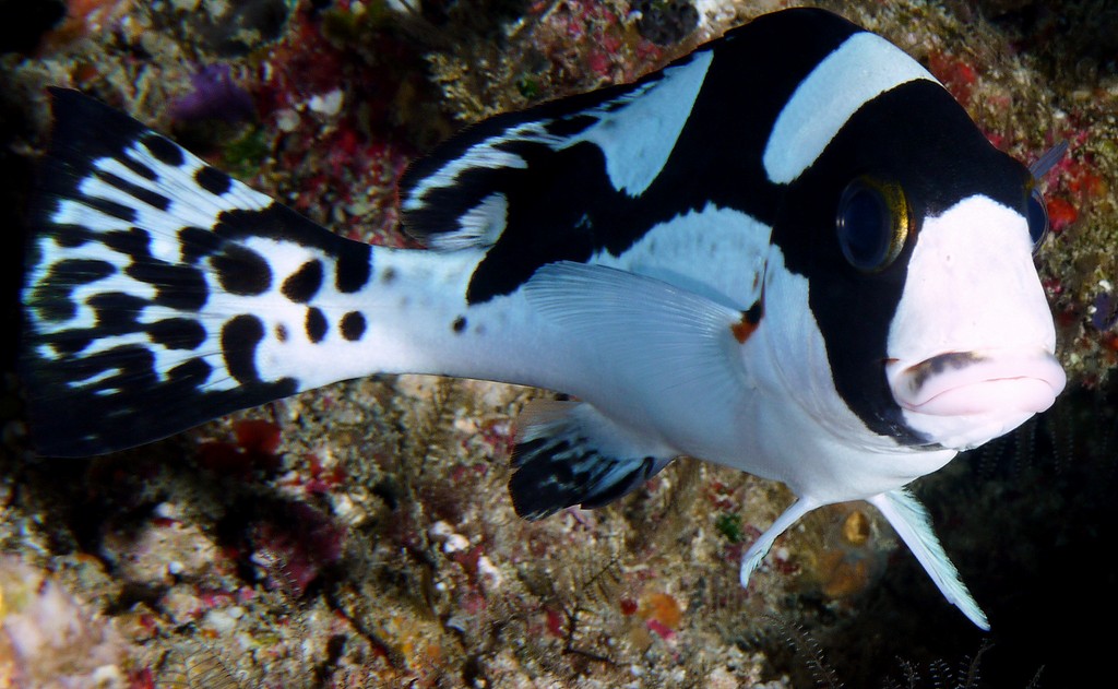 Plectorhinchus picus  Magpie sweetlips Juvenile New Caledonia aquarium fish