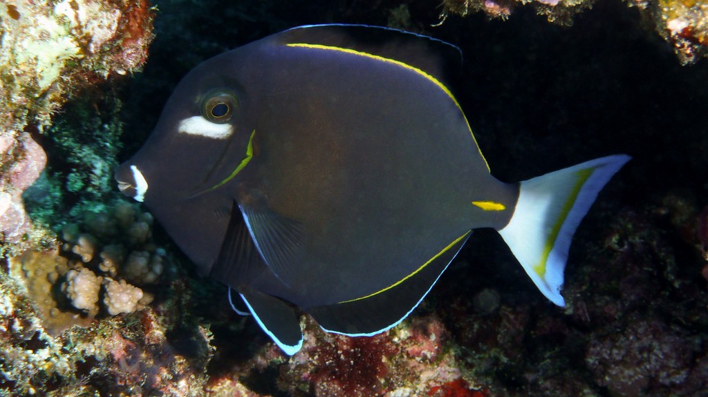 Acanthurus nigricans Whitecheek surgeonfish New Caledonia horizontally elongate white blotch directly below eye