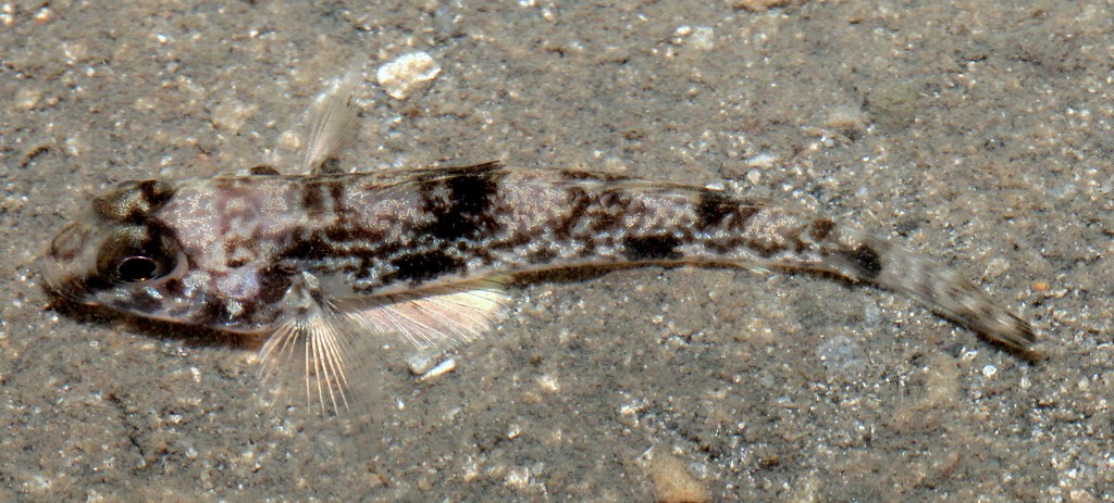 Yongeichthys nebulosus Hair-finned goby New Caledonia fish Bourail Pointe Akaia