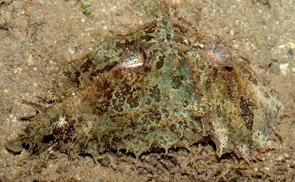 Dolabella auricularia Lièvre de mer à oreille Nouvelle-Calédonie Corps verdâtre avec tubercule ou d'aspect chevelu