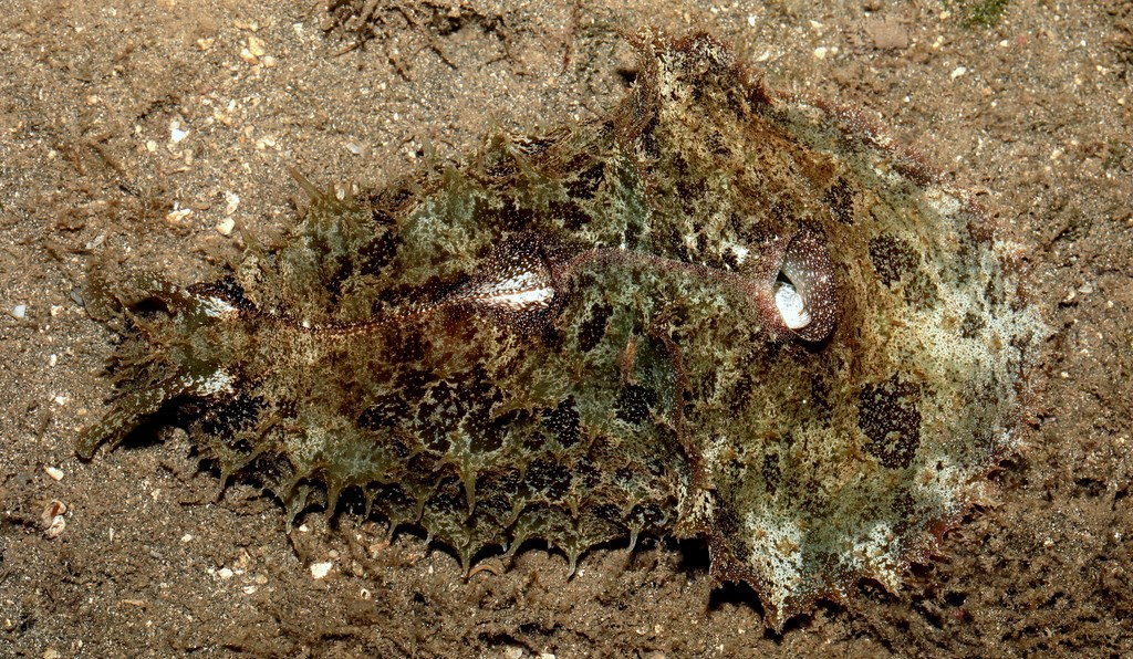 Dolabella auricularia Blunt-end sea hare New Caledonia soft pustules, leading to a rather knob-like appearance