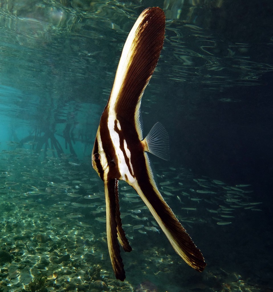Platax teira juvenile Roundface batfish New Caledonia Ouemo mangrove