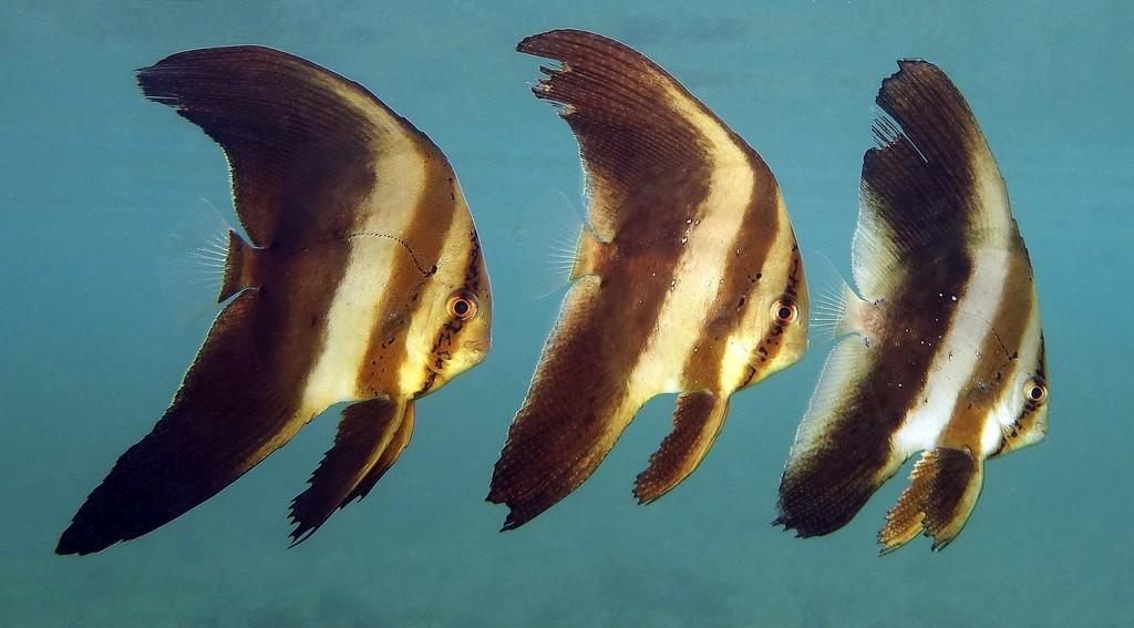 Platax orbicularis Tsubame-uo ナンヨウツバメウオ ニューカレドニア
