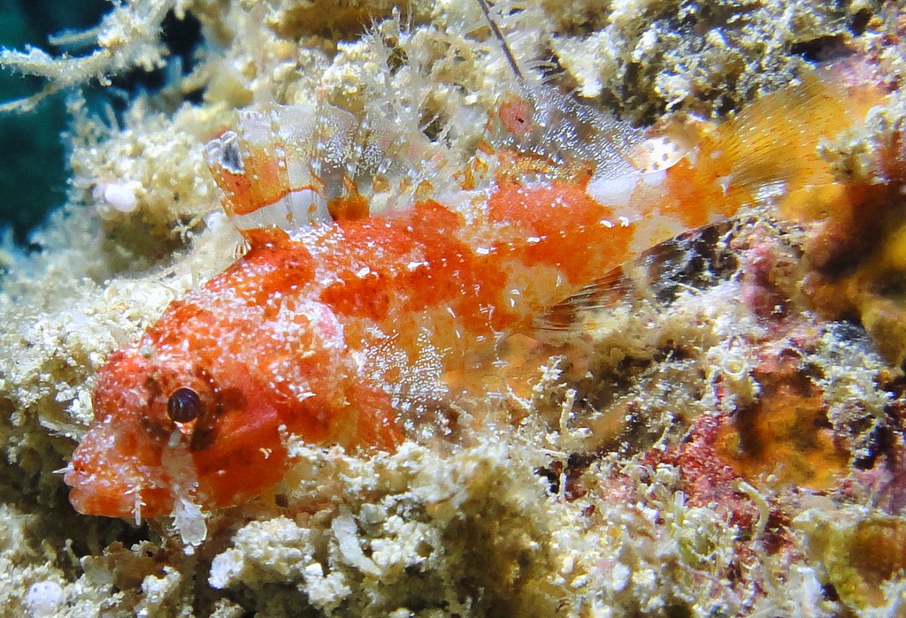 iracundus signifer Poisson-scorpion à piège Nouvelle-Calédonie plongée sous-marine