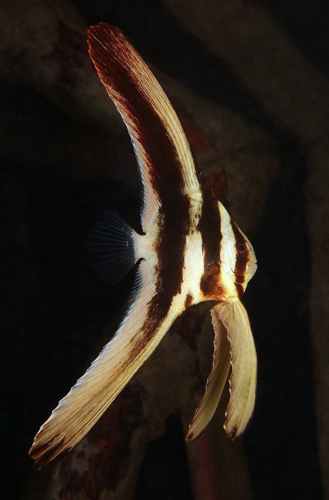 Platax teira Langflossen-Fledermausfisc