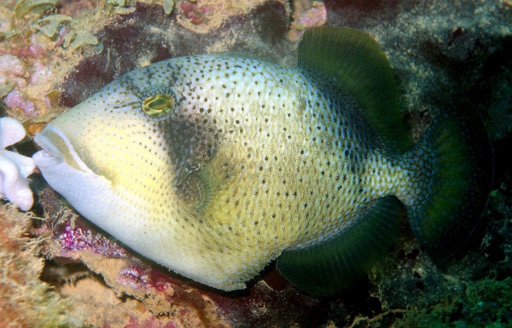Balistoides viridescens Gomamongara ゴマモンガラ 少年 ニューカレドニア