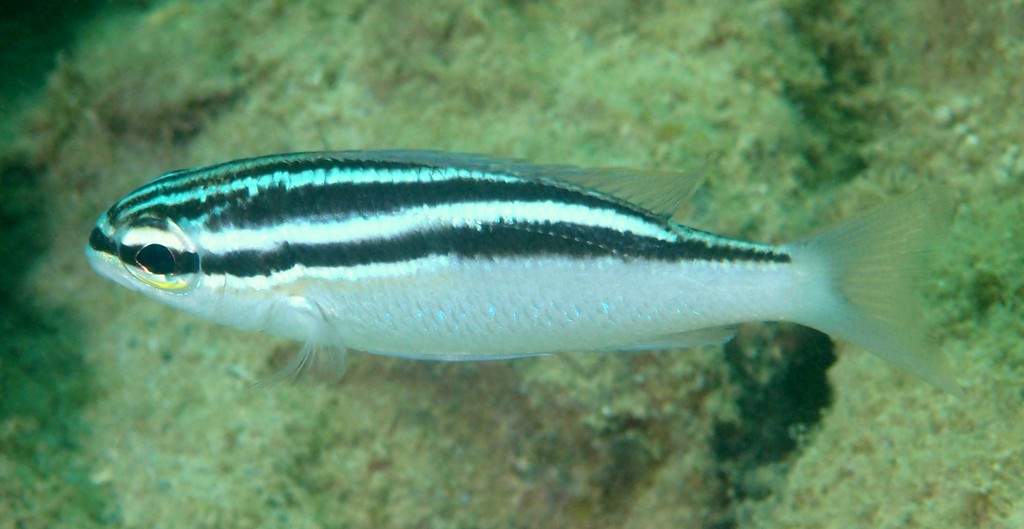Scolopsis trilineata Three-lined monocle bream Juvenile New Caledonia Head scales reaching forward to level of middle of eyes