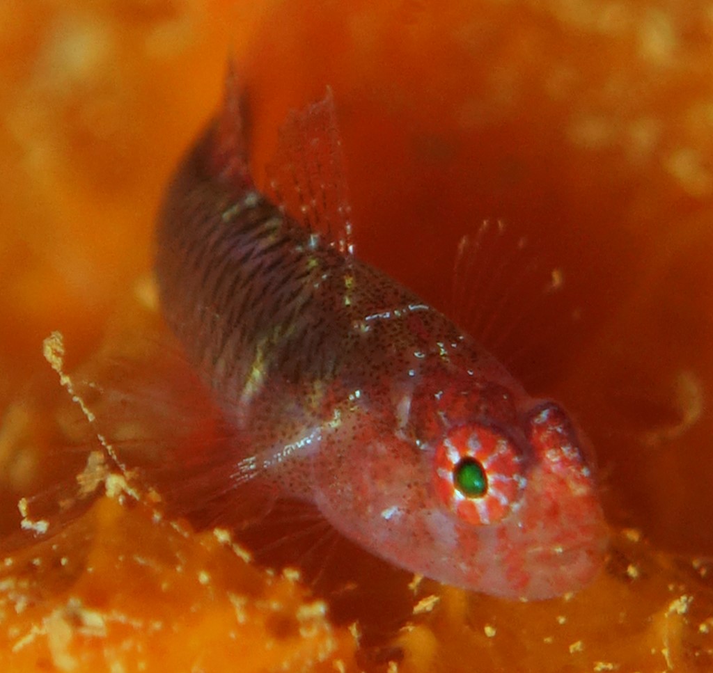 Eviota lateritea Laterite Dwarfgoby New Caledonia