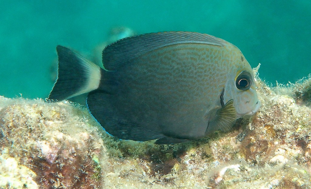 Acanthurus grammoptilus Northwest Surgeonfish New Caledonia pectoral yellowish