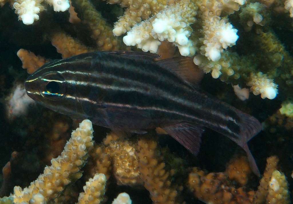Ostorhinchus cookii Cook's cardinalfish New Caledonia identification tools