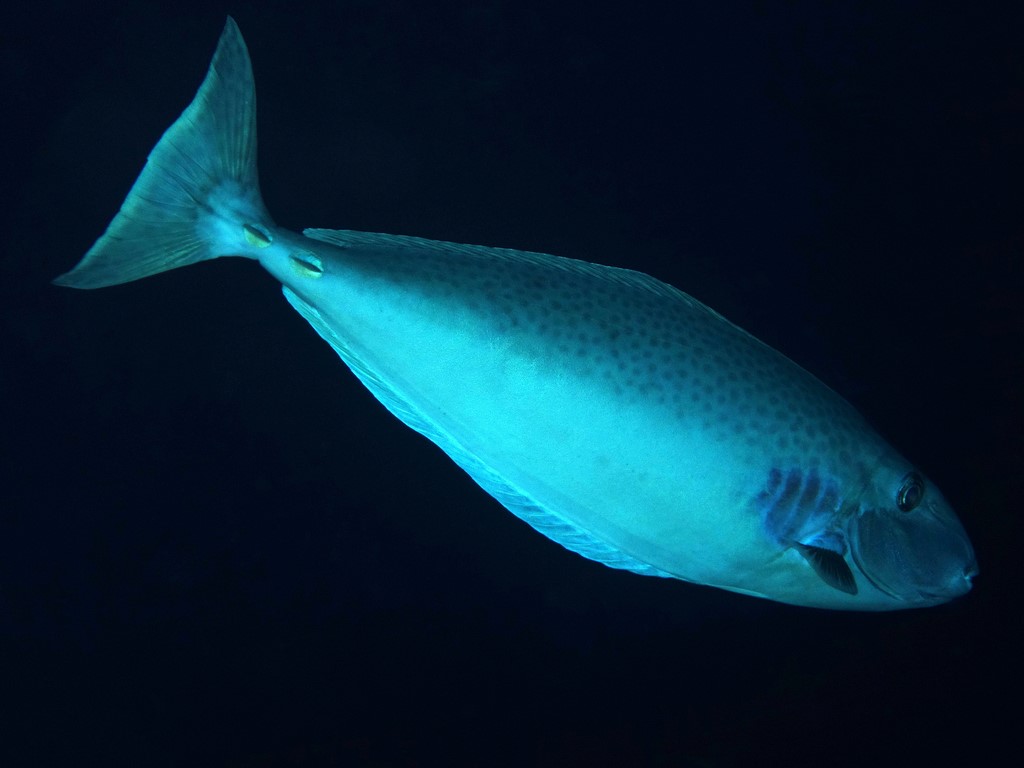 Naso lopezi Lopez' Unicornfish New Caledonia