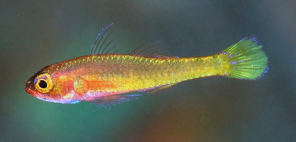 Trimma kitrinum Gobie pygmée citron famille Gobiidae poisson