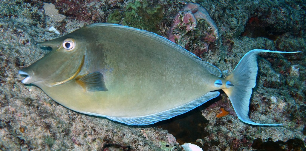Naso unicornis Nason à éperons bleus Nouvelle-Calédonie éperons fixes de couleur bleue sur le pédoncule caudal
