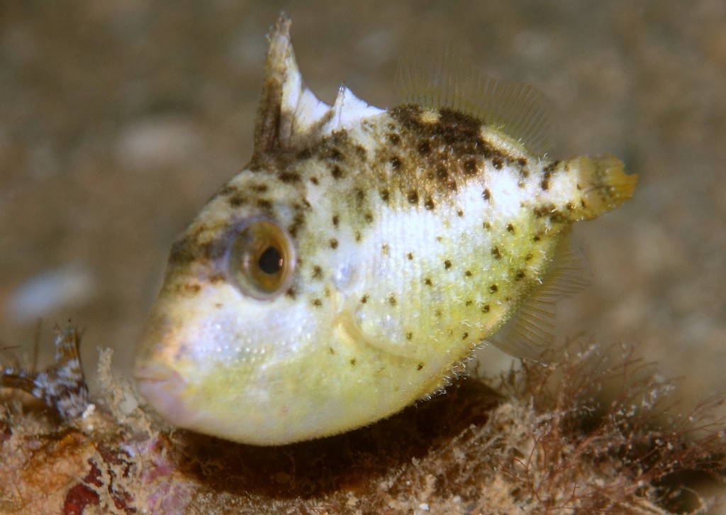 Pseudobalistes flavimarginatus Baliste à marges jaunes Nouvelle-Calédonie Juvénile mangrove