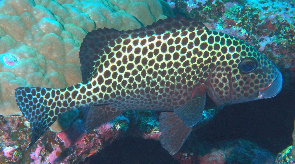 Plectorhinchus chaetodonoides Diagramme gaterin arlequin adulte Nouvelle-Calédonie poisson récif indentifcation biotope