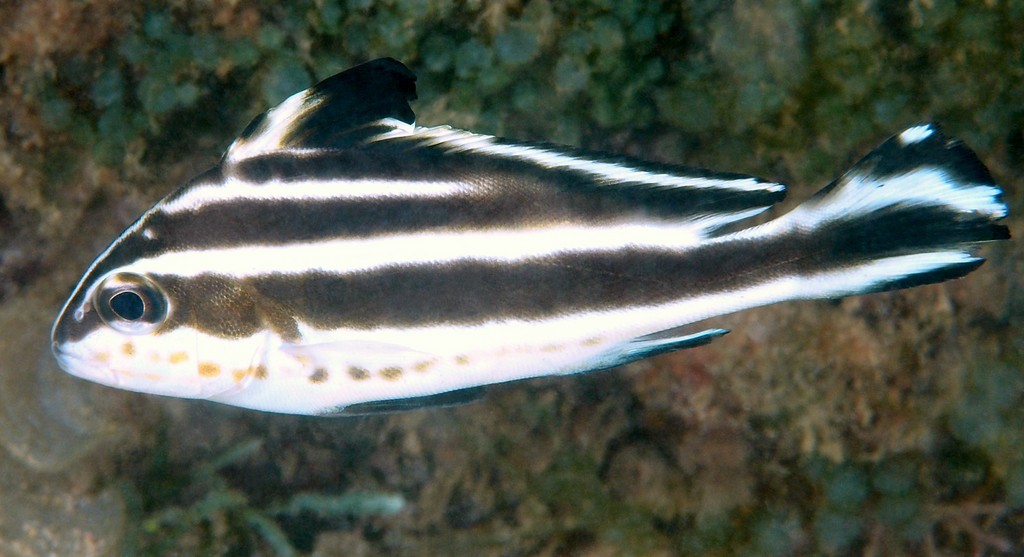 Diagramma Pictum Australian slatey juvenile New Caledonia Haemulidae family