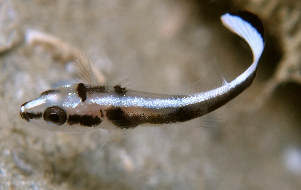 Diagramma Pictum juvénile Nouvelle-Calédonie poisson post-larve