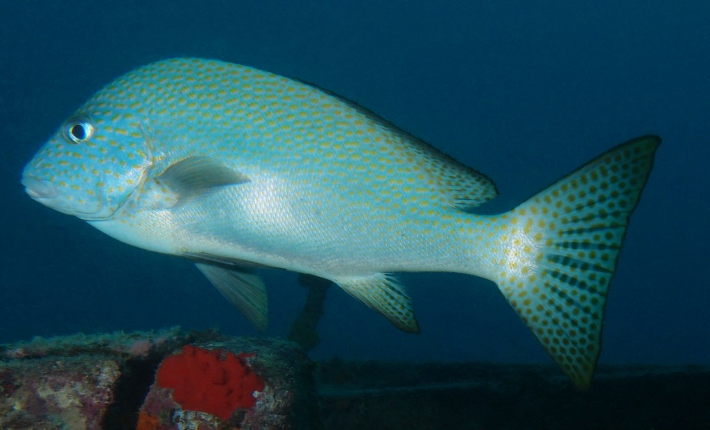 Diagramma Pictum Painted sweetlip bream adult New Caledonia fish lagoon