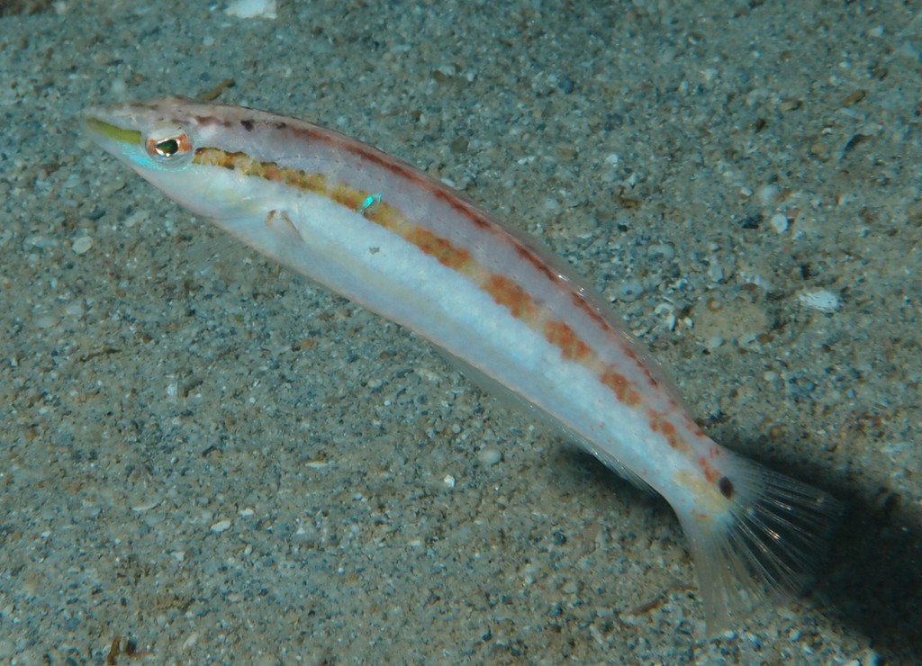 Suezichthys devisi Australian slender-wrasse New Caledonia underwater marine fauna