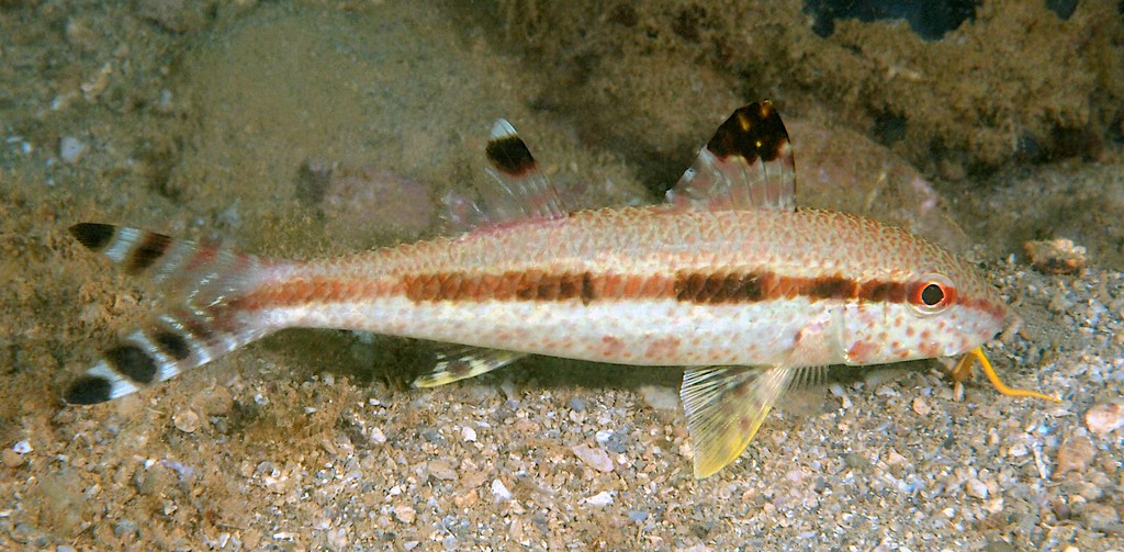 Upeneus tragula Bartail Goatfish tropical warm temperate waters Indo-West Pacific New Caledonia island diving fish