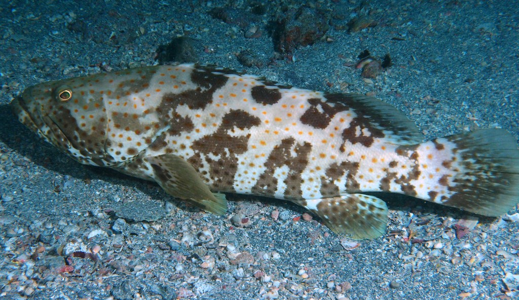 Epinephelus coioides Mérou taches oranges Nouvelle-Calédonie photo de poisson