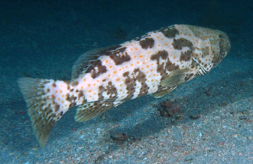 Epinephelus coioides Orangeflecken-Zackenbarsch Orangeplettet havaborre New Kaledonia
