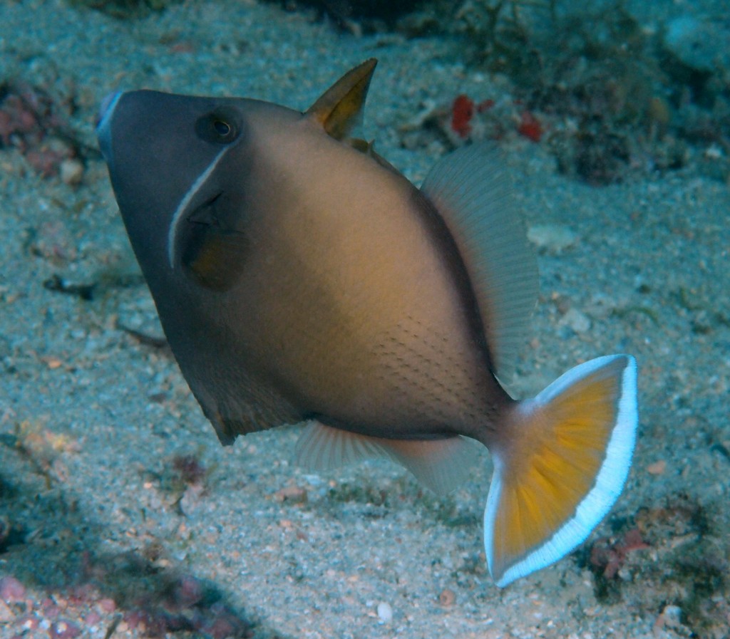 Sufflamen chrysopterum Baliste demi-lune lagon Nouvelle-Calédonie poisson image sous-marine