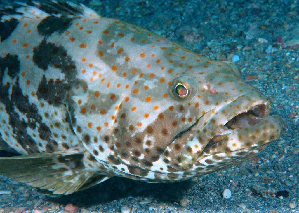 Epinephelus coioides Orange-spotted grouper New Caledonia underwater picture fish