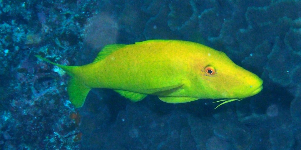Parupeneus cyclostomus Barbet à selle d'or poisson lagon Nouvelle-Calédonie