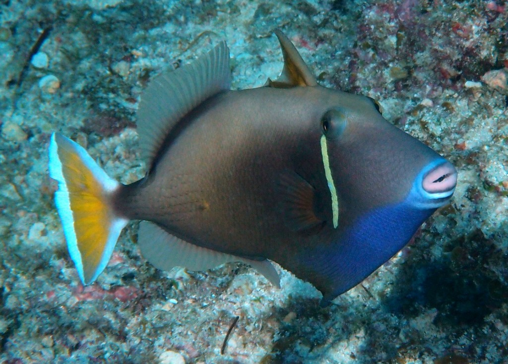 Sufflamen chrysopterum Halfmoon triggerfish New Caledonia fish lagoon underwater picture