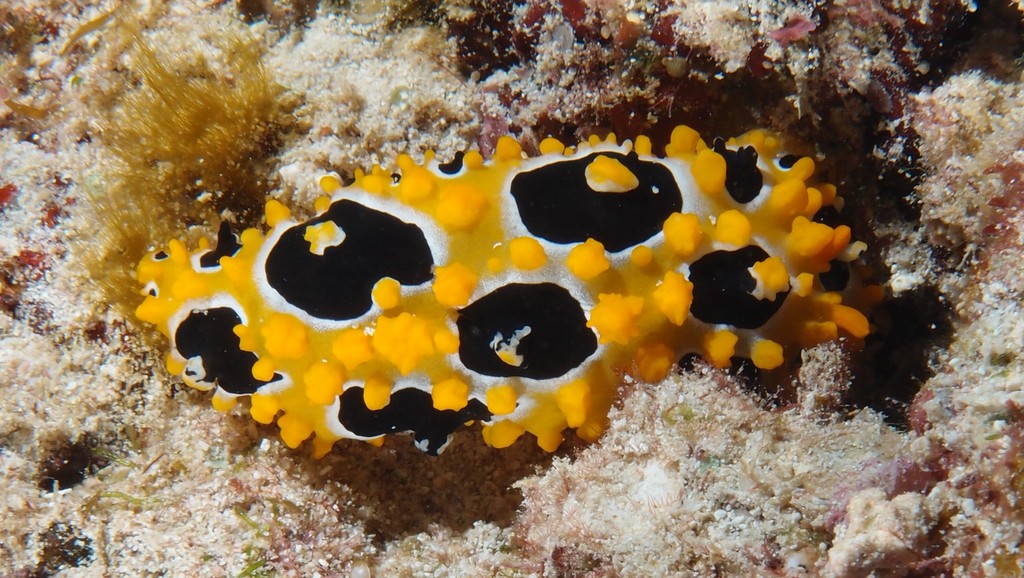 Phyllidia ocellata éponge Higginsia massalis Phyllidiidae ponte en ruban Nudibranche Nouvelle-Calédonie