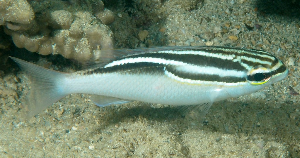 Scolopsis trilineata Scolopsis à trois lignes Nouvelle-Calédonie