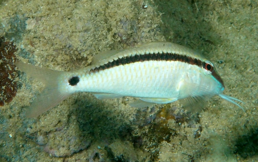 Parupeneus barberinus Dash and dot goatfish New Caledonia underwater picture