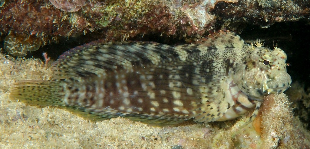 Salarias fasciatus poisson blennie rayé Nouvelle-Calédonie lagon