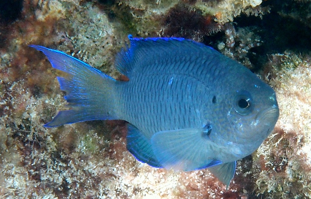 Pomacentrus coelestis Demoiselle Néon Nouvelle-Calédonie Poisson Calédonien