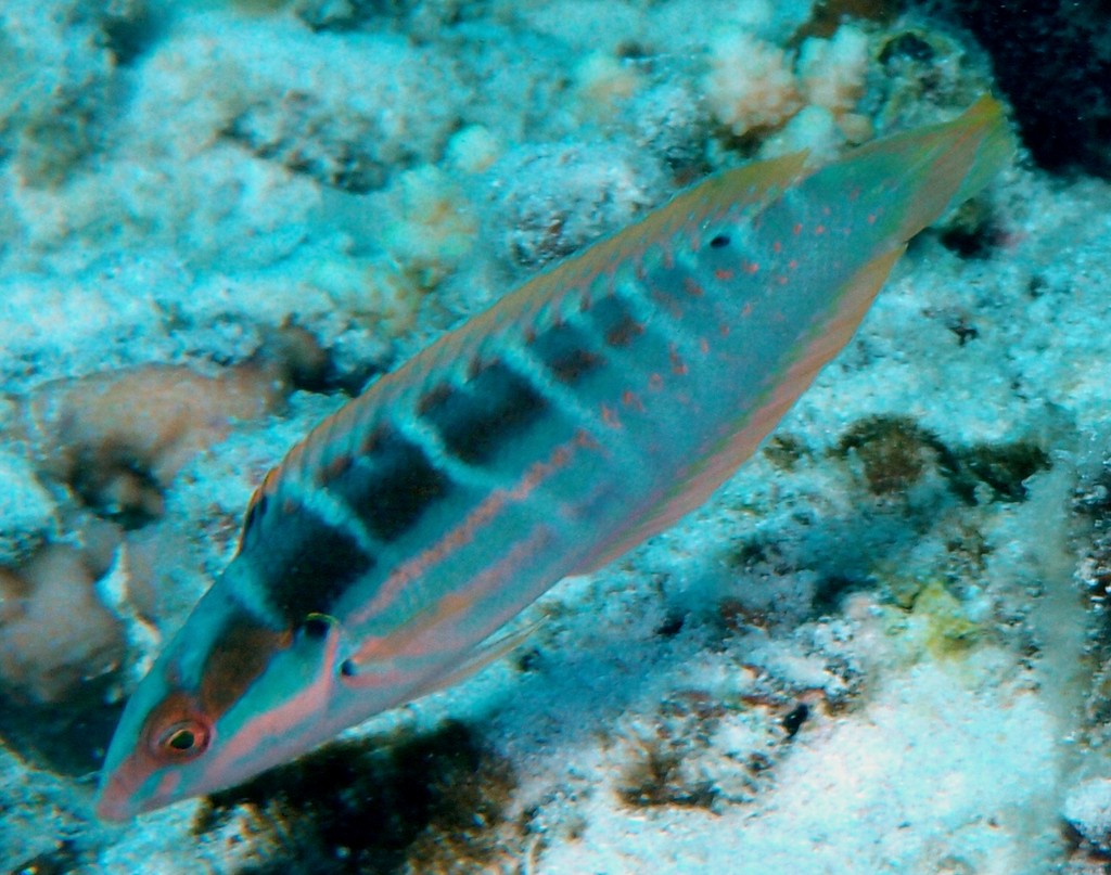 Coris dorsomacula Pinklined wrasse Nouvelle-Calédonie poisson du lagon fiche identification Labridae