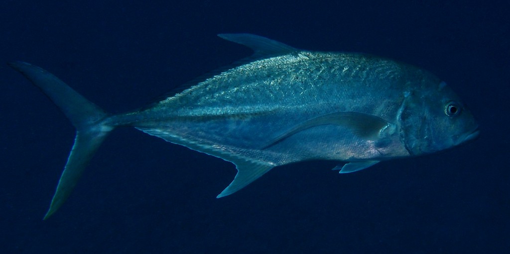 Caranx papuensis Jurel bronceado Nuova Caledonia pesca