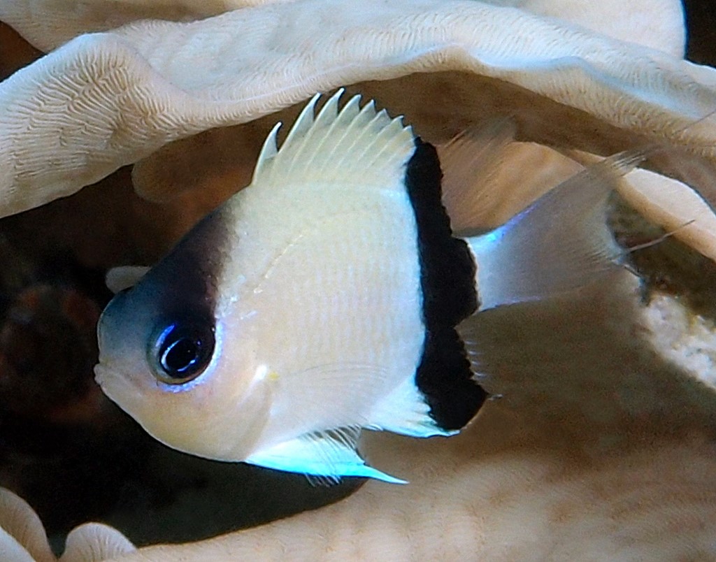 Pycnochromis retrofasciatus Poisson demoiselle à barre noire Nouvelle-Calédonie lagon Calédonien faune marine