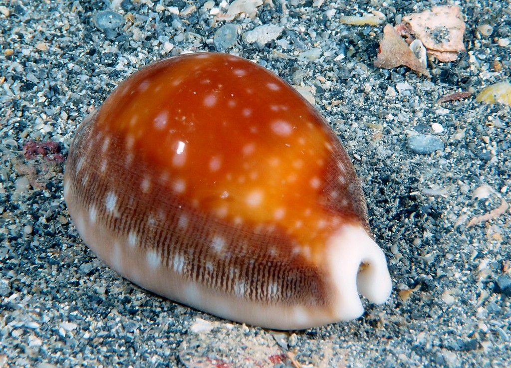 Lyncina vitellus Pacific deer cowrie New Caledonia shell