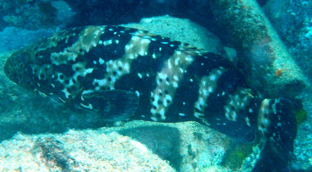 Epinephelus malabaricus Mère loche Nouvelle-Calédonie Tête et corps avec des points blancs disséminés