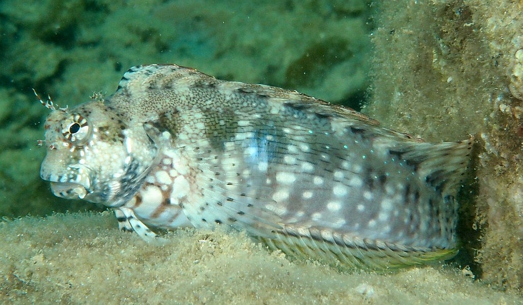 Salarias fasciatus poisson blennie rayé Nouvelle-Calédonie identification Blenniidae