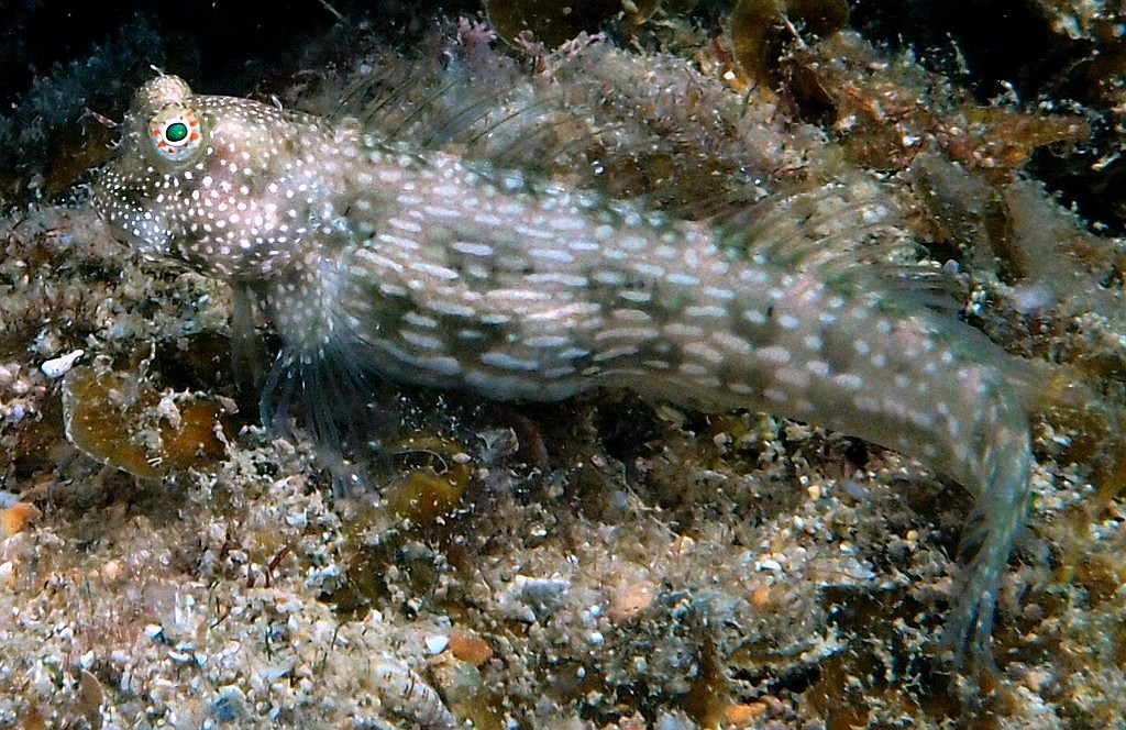 Salarias alboguttatus Whitespotted Blenny New Caledonia Found resting on the top of coral heads