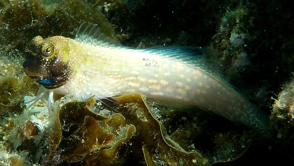 Salarias alboguttatus White-spotted blenny New Caledonia Males in breeding colouration have a dark head and a bright blue and orange spot on the throat